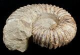 Large ( inch Wide) Mantelliceras Ammonite #3750-2